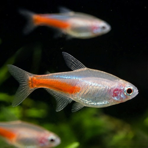 Paracheirodon innesi - Neontetra albino M